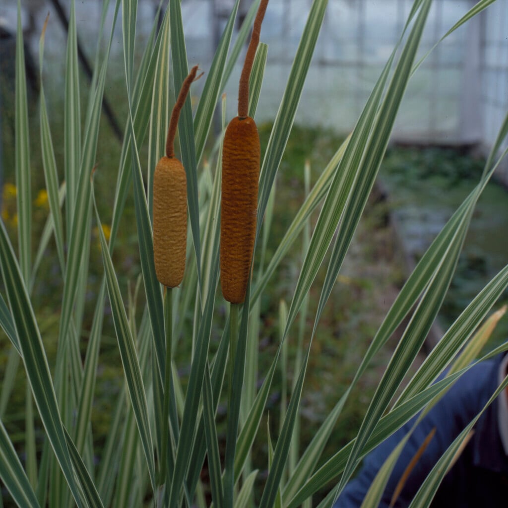 <i>Typha</i> <i>latifolia</i> 'Variegata' (v)