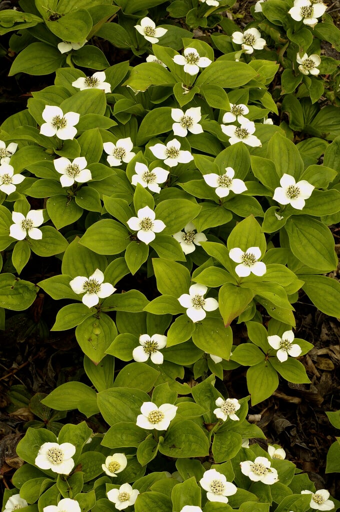 dwarf cornel