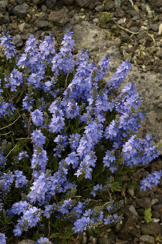 prostrate speedwell 'Blauspiegel'