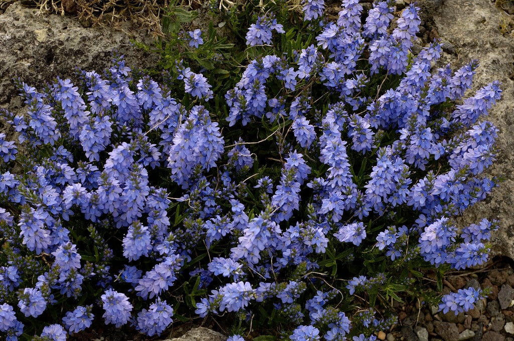 prostrate speedwell 'Blauspiegel'