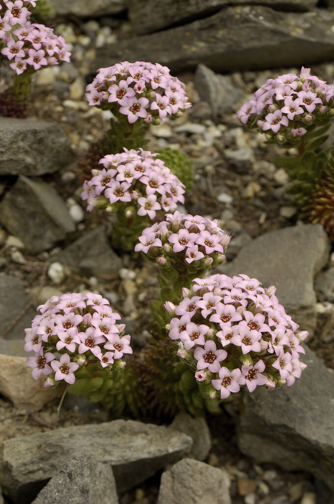 <i>Sedum</i> <i>pilosum</i>