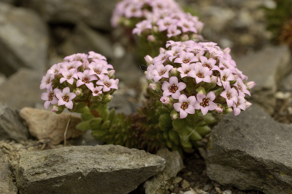 <i>Sedum</i> <i>pilosum</i>