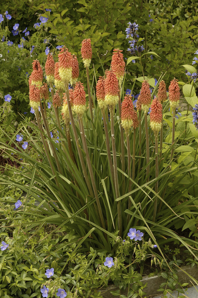 caulescent red-hot poker