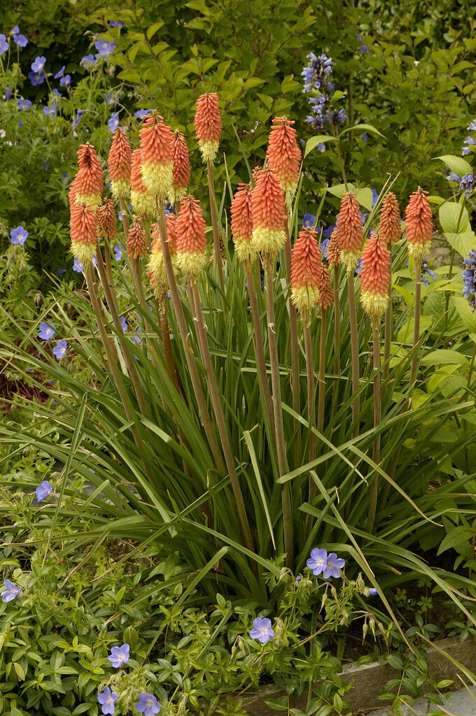 caulescent red-hot poker