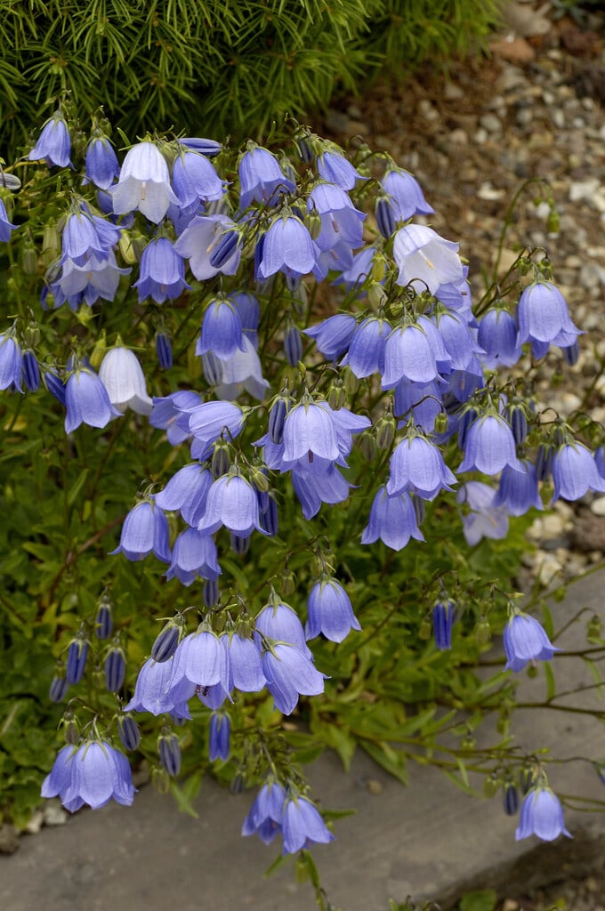 fairies' thimbles