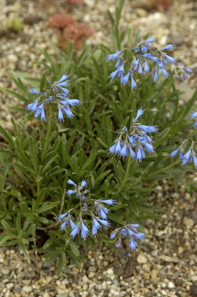 <i>Moltkia</i> <i>suffruticosa</i>