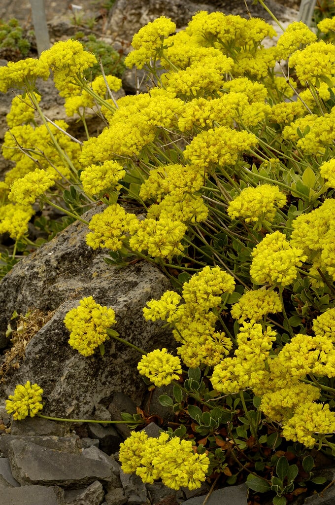 sulphur flower