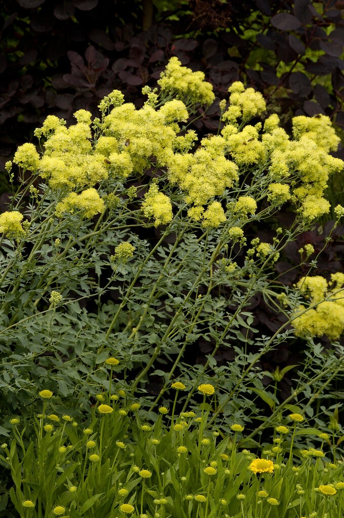common meadow rue