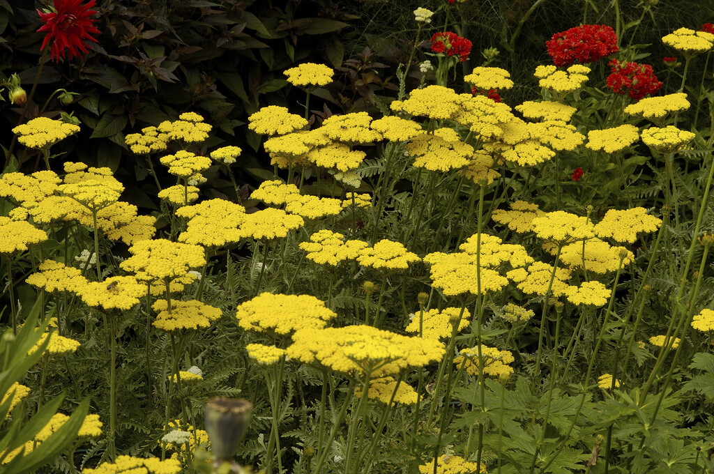 yarrow 'Coronation Gold'
