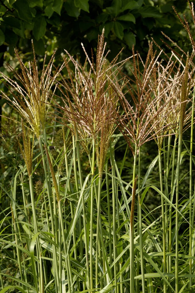 eulalia 'Rotfuchs'