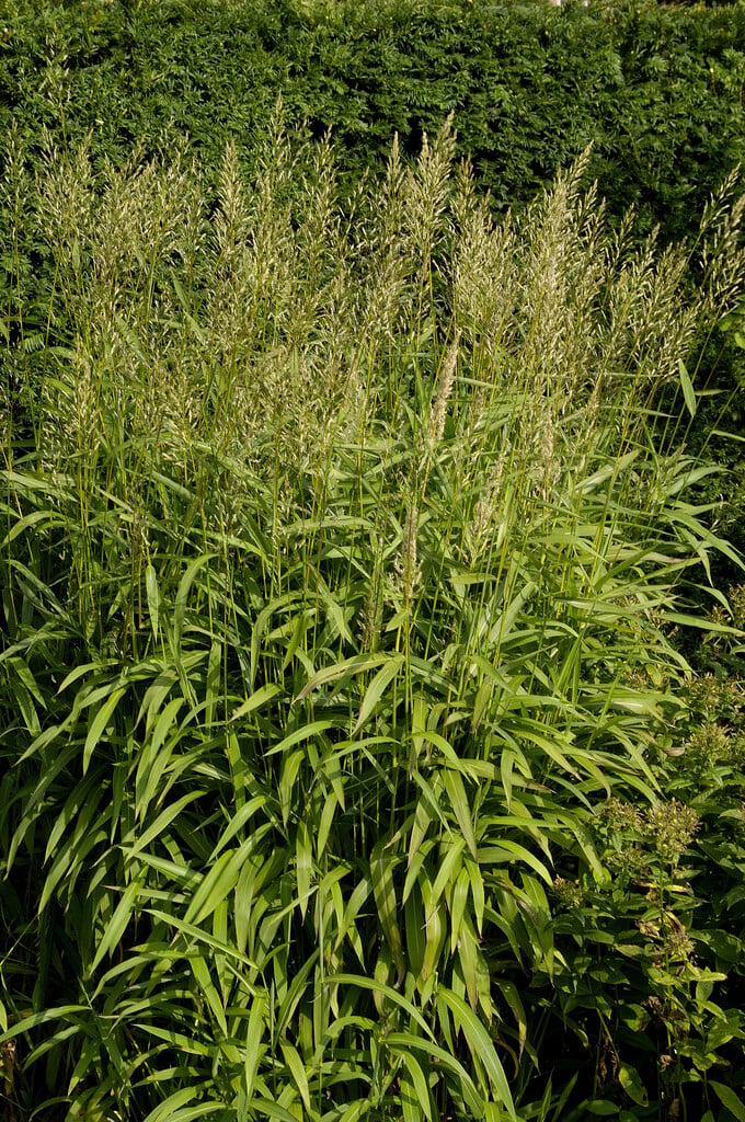 frost grass