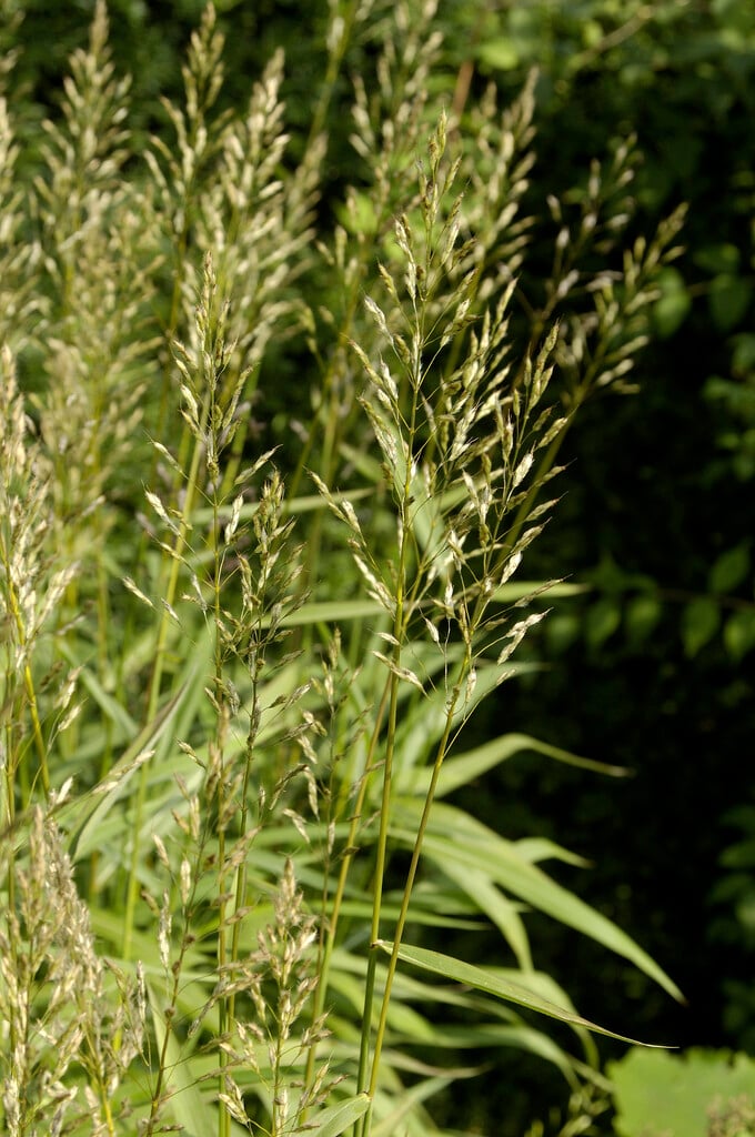 frost grass