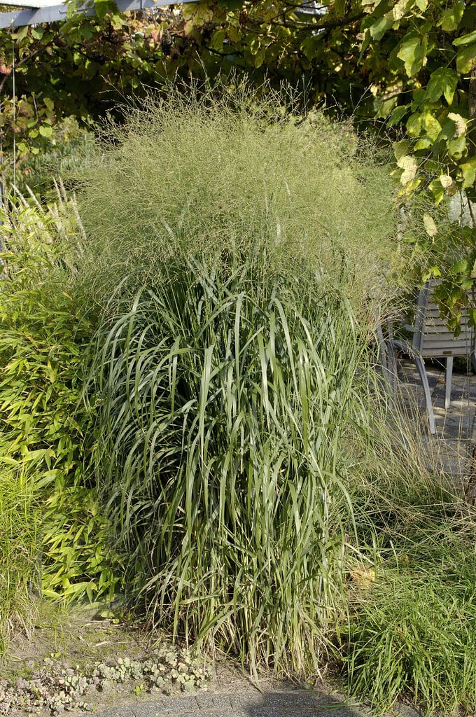 <i>Panicum</i> <i>virgatum</i> 'Strictum'
