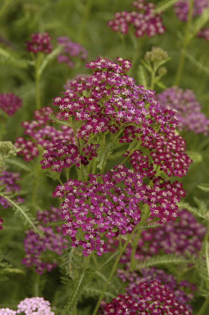 yarrow 'Sammetriese'
