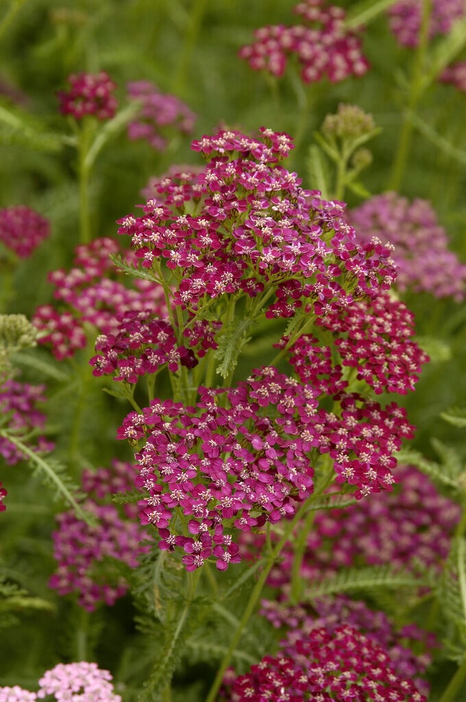 yarrow 'Sammetriese'