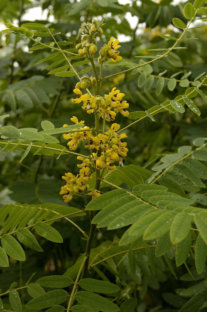 wild senna