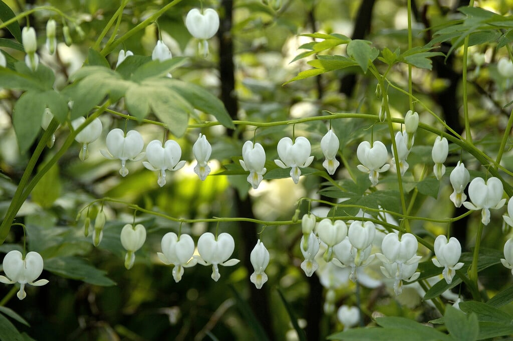 white bleeding heart