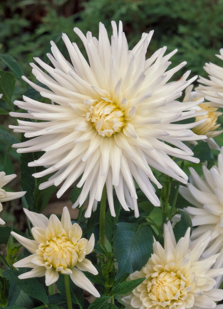 dahlia 'Furka'