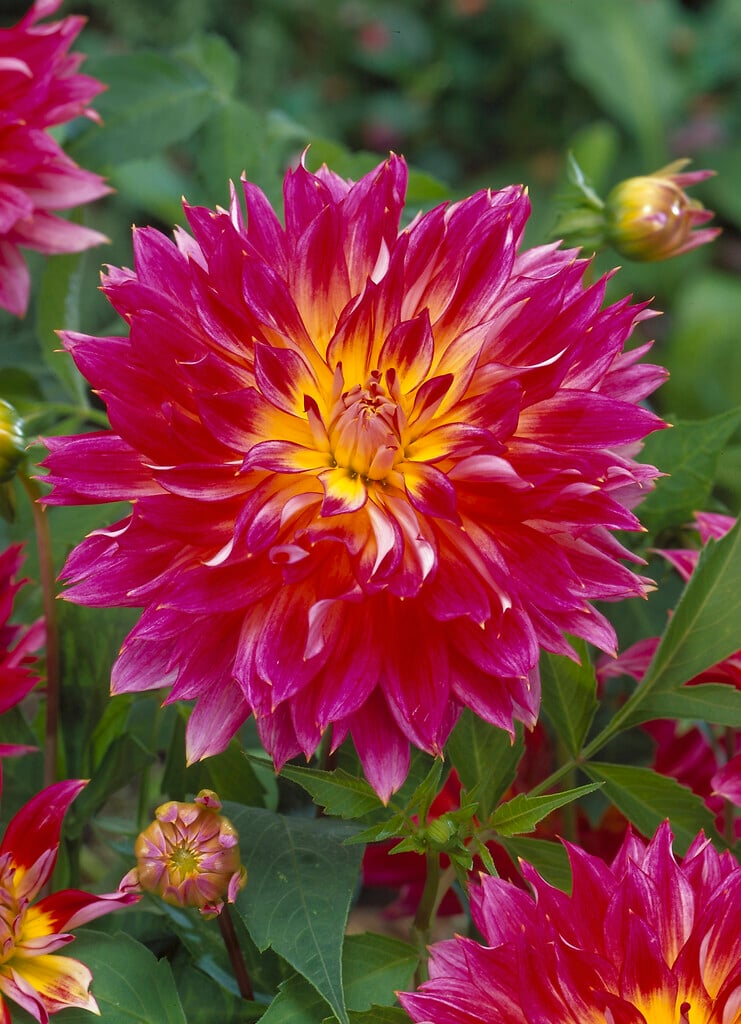 <i>Dahlia</i> 'Shirley' (D)
