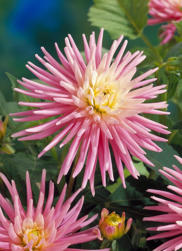 dahlia 'Park Princess'