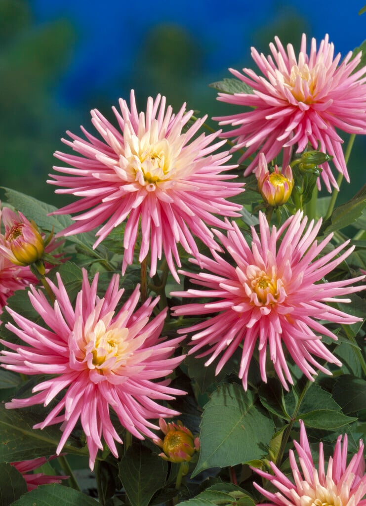 dahlia 'Park Princess'