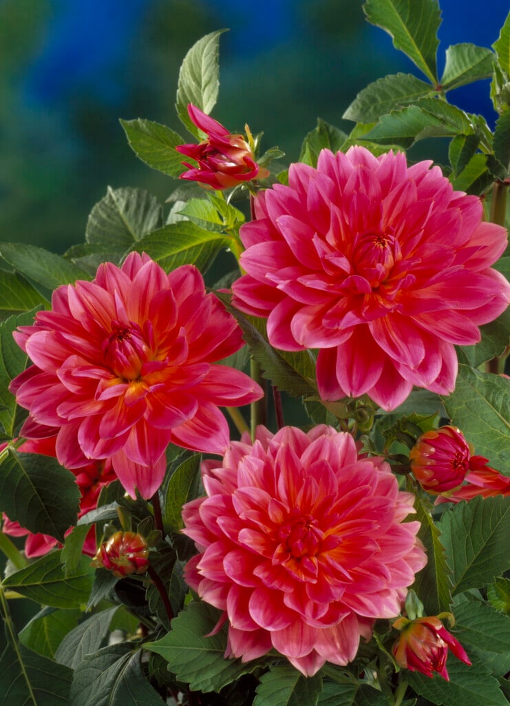<i>Dahlia</i> 'Patty' (Dahlietta Select Series) (D)