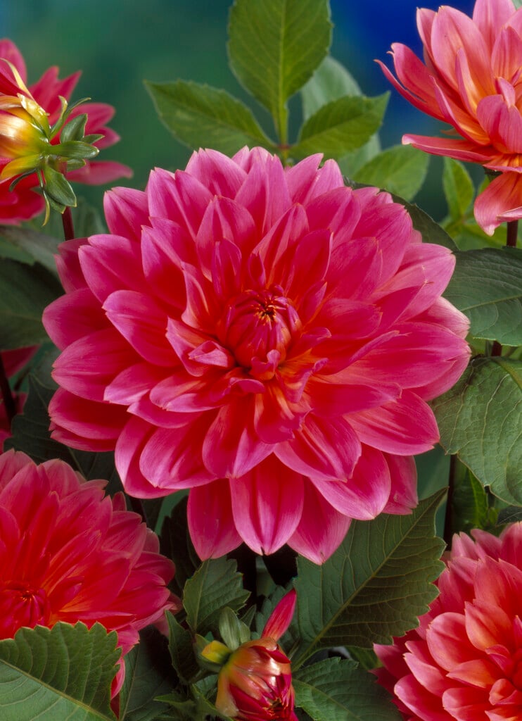 <i>Dahlia</i> 'Patty' (Dahlietta Select Series) (D)