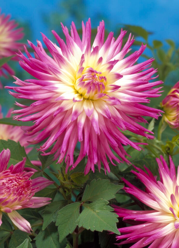 dahlia 'Veritable'