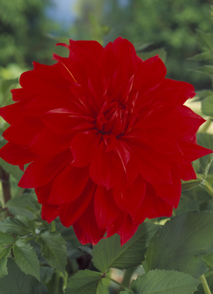 <i>Dahlia</i> 'Babylon' (D)