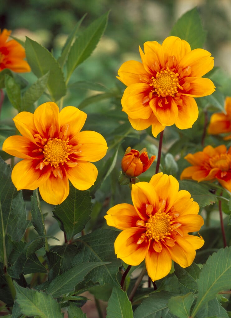 dahlia 'Esther'