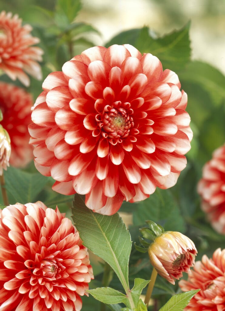 <i>Dahlia</i> 'Musette' (D)