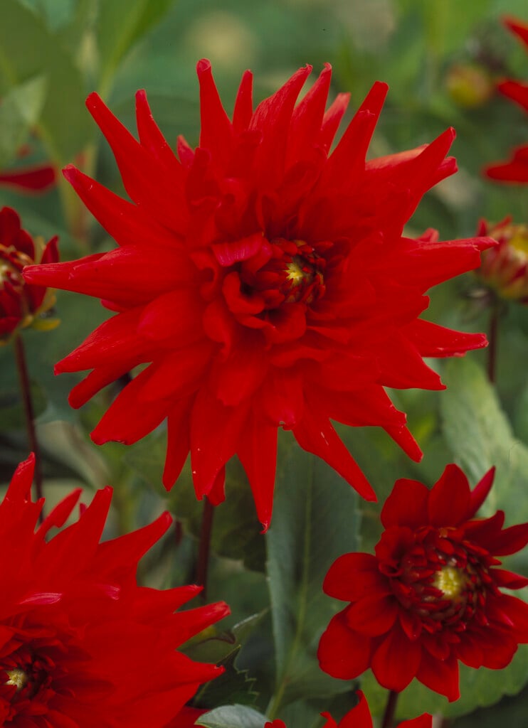 dahlia 'Red Pygmy'