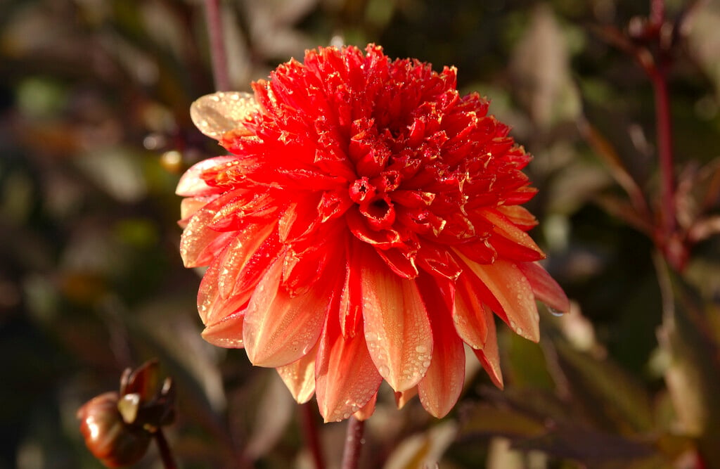 dahlia 'Fata Morgana'