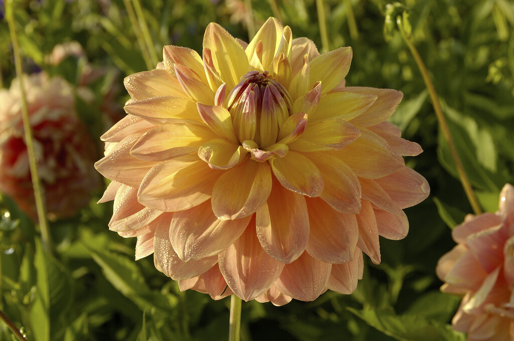 dahlia 'Ace Summer Sunset'