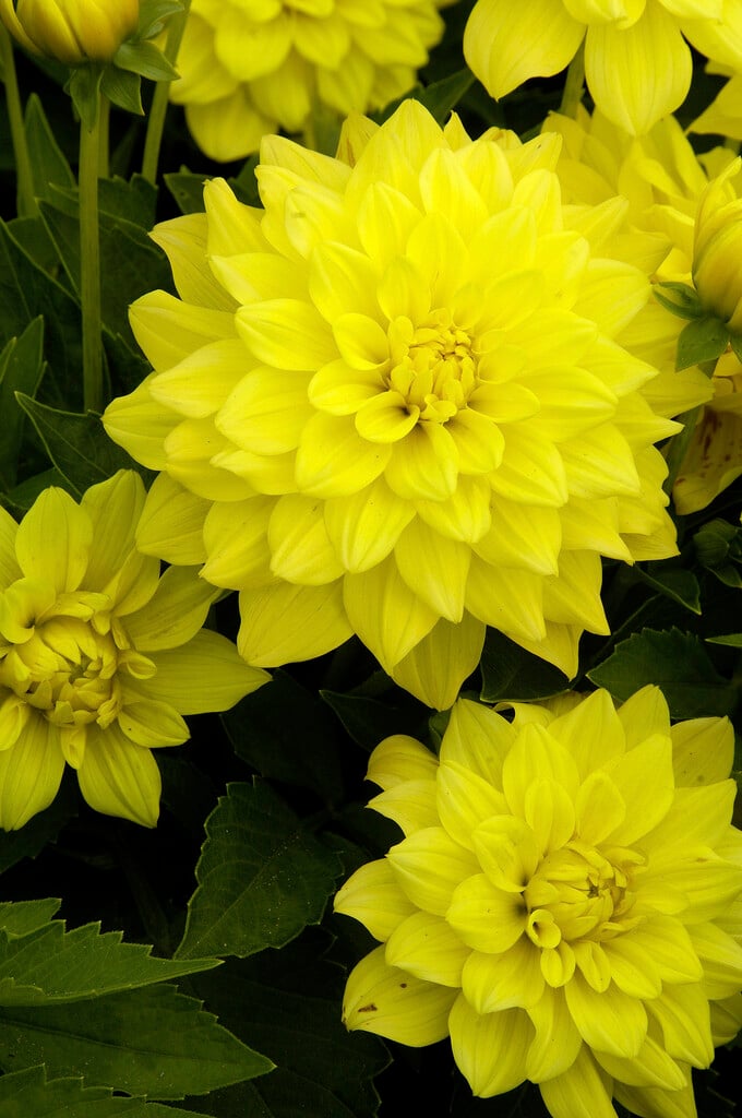dahlia 'Gallery Pinto'