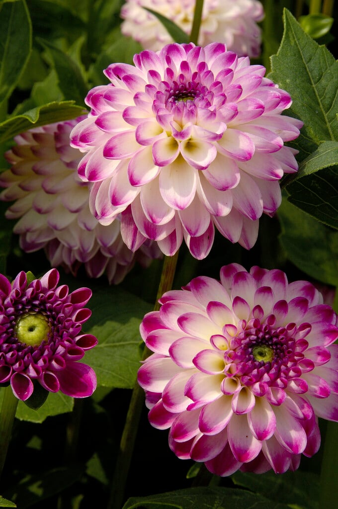<i>Dahlia</i> 'Pink Isa' (D)