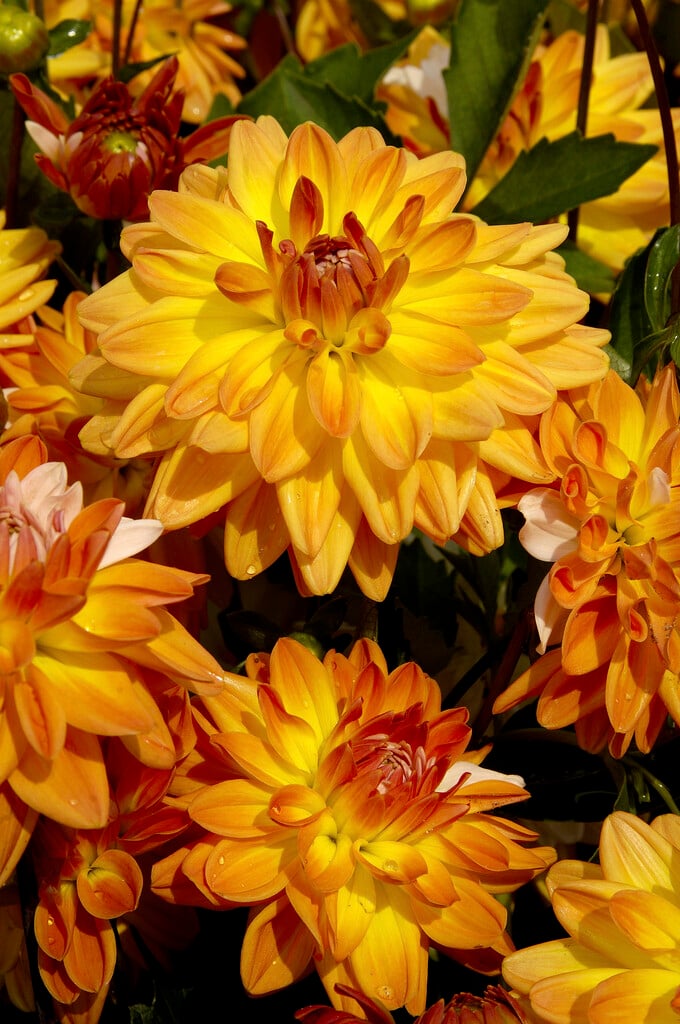 dahlia 'Coupe de Soleil'