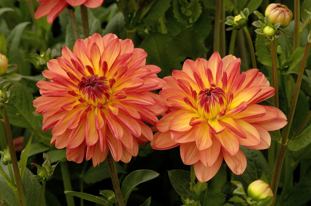 <i>Dahlia</i> 'Orange Queen' (C)