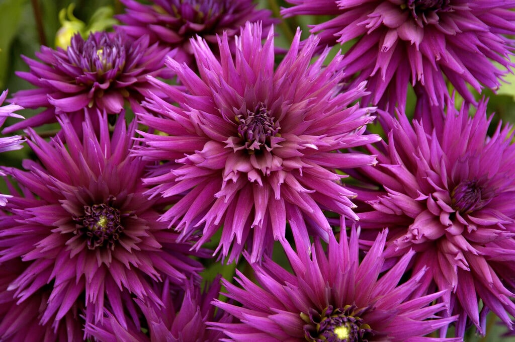 dahlia 'Ambition'