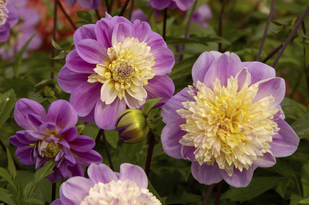 <i>Dahlia</i> 'Take Off' (Anem)