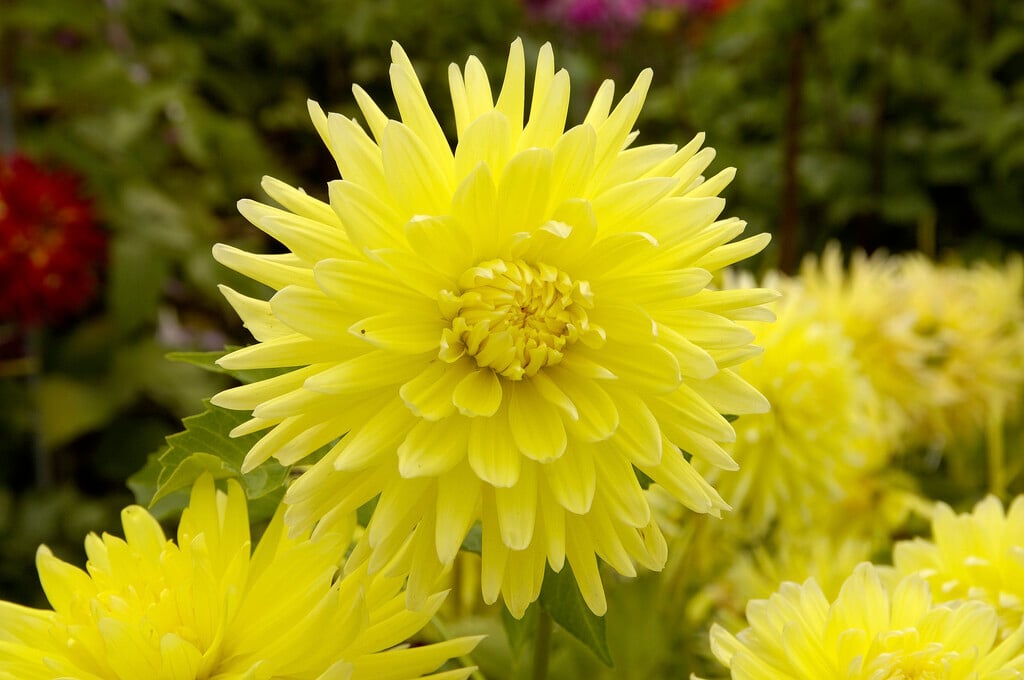 dahlia 'Bilbao'