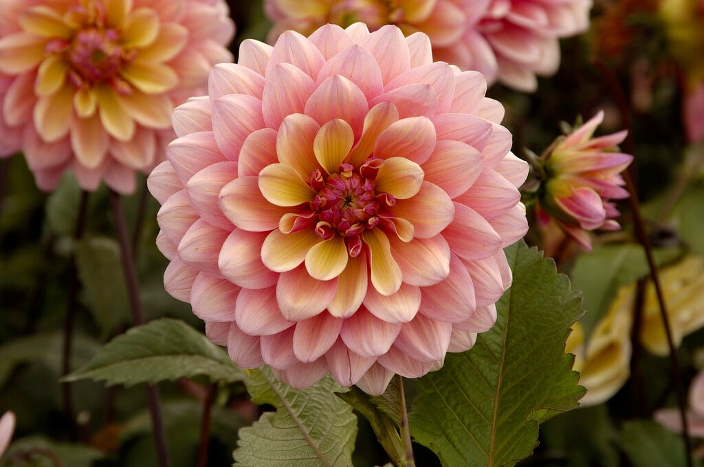 dahlia 'Chocolate and Candy'