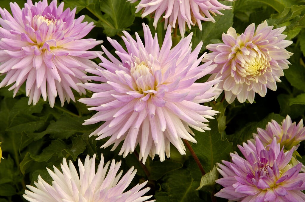 dahlia 'Kiev'