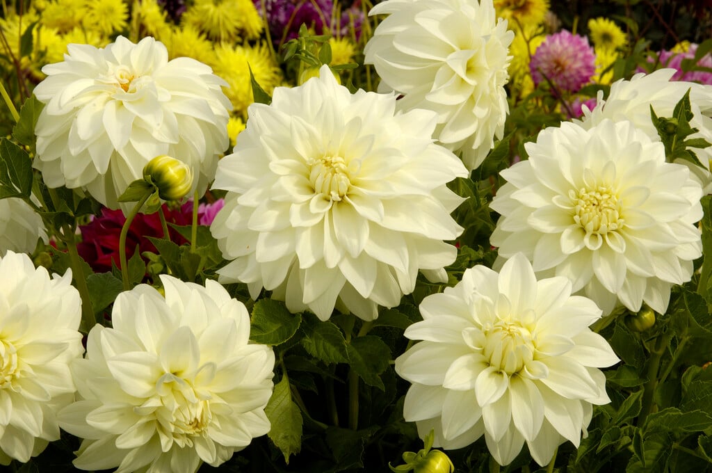dahlia 'Lady Liberty'
