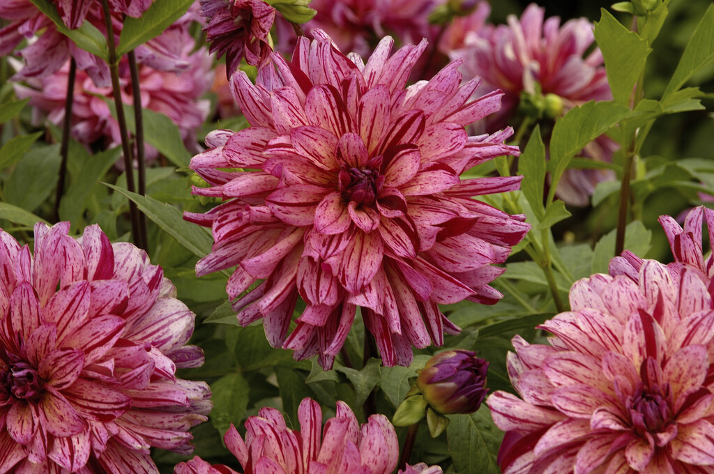 <i>Dahlia</i> 'Mingus Toni' (D)