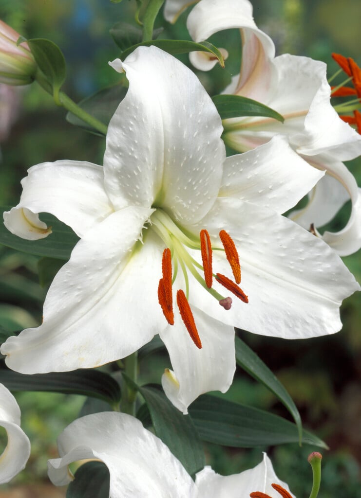lily 'Siberia
