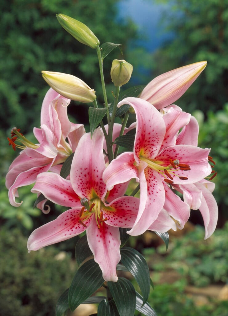 lily 'Mona Lisa'