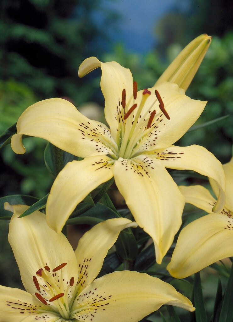 lily 'Lemon Tree'