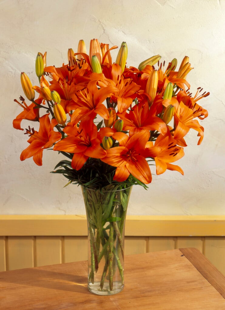lily 'Brunello'