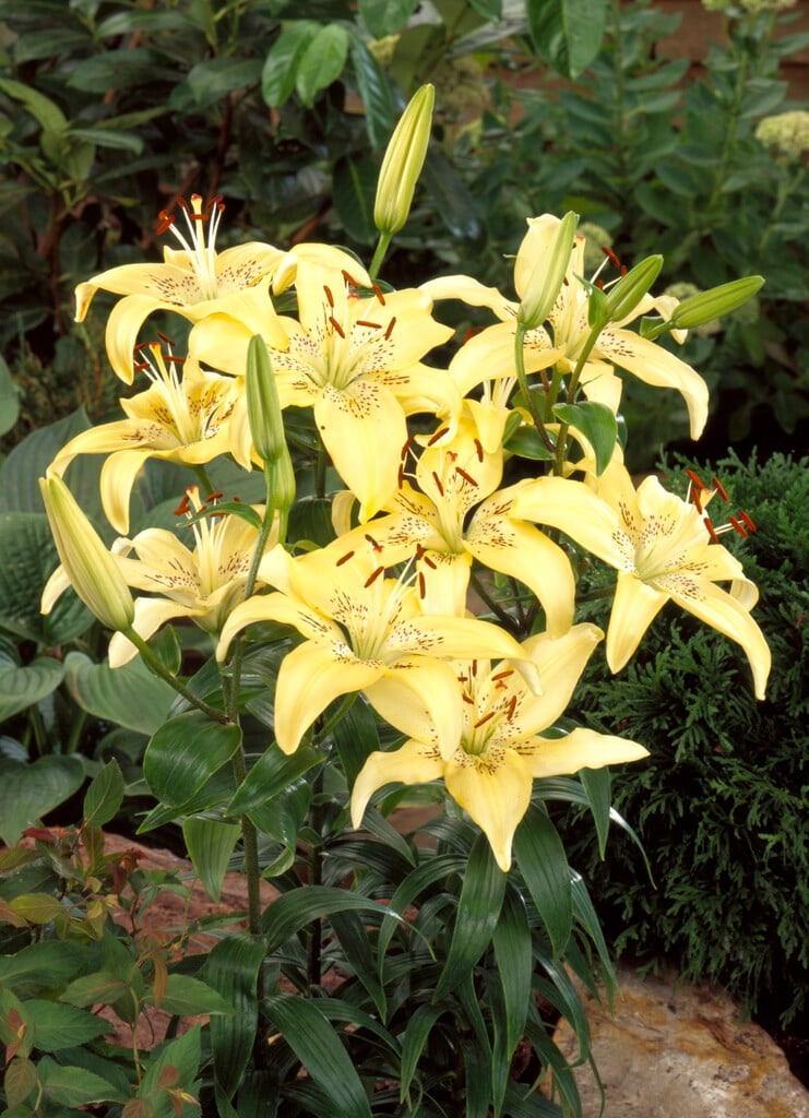 lily 'Lemon Tree'